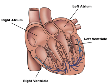 Human Heart Diagram - Side View and Top View